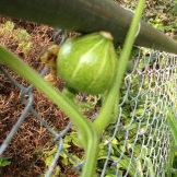 bad photo of our first buttercup squash