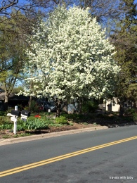 beautiful white blooming tree