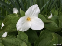 spring gardening: gorgeous trillium