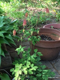 this columbine grows out of a crack in my patio