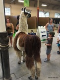 another llama-MN State Fair