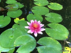 water lily - Jardín Botánico