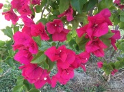 more bougainvillea but this time from southern California