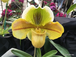 Marjorie McNeely Conservatory Orchid Show January 2019