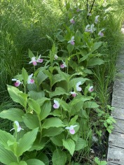 small group of lady's slippers at Itasca