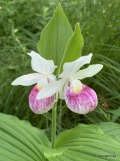 Showy Lady's Slipper at Itasca