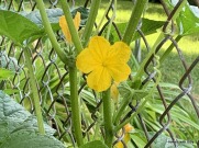 cucumber flower