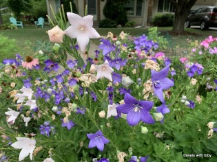 I love these balloon flowers